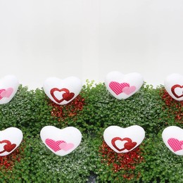 Солейролия Солейр Зеленое Сердце ( Soleirolia Soleir Green Heart ) W 11 см H 15 см