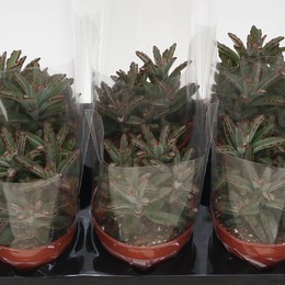 Каланхоэ Томентоза ( Kalanchoe Tomentosa ) W 12 см H 25 см
