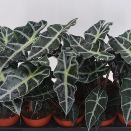 Алоказия Полли ( Alocasia Polly ) W 12 см H 35 см