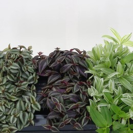 Традесканция Зебрина ( Tradescantia Zebrina ) W 12 см H см