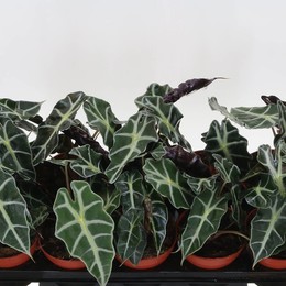 Алоказия Полли ( Alocasia Polly ) W 12 см H 25 см