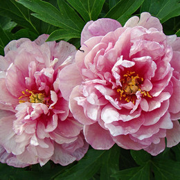 Пион ИТО-гибрид Pink Double Dandy (Пинк Дабл Денди)
