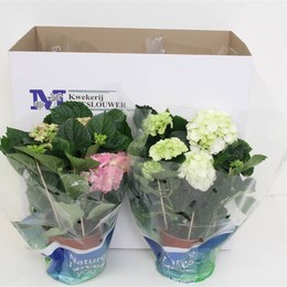 Гортензия М Смешанная ( Hydrangea M Mixed ) W 15 см H 40 см