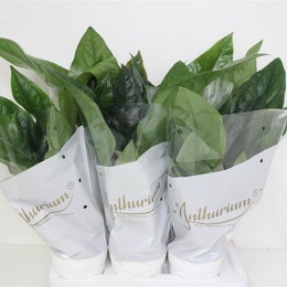 Антуриум Эль Джунгли Кустарник ( Anthurium El Jungle Bush ) W 17 см H 60 см