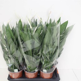 Спатифиллум Серебристый Купидон ( Spathiphyllum Silver Cupido ) W 17 см H 65 см