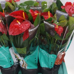 Антуриум Ан Дакота ( Anthurium An Dakota ) W 17 см H 60 см