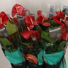 Антуриум Ан Миннесота ( Anthurium An Minnesota ) W 17 см H 60 см
