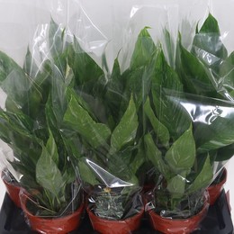 Спатифиллум Алмазный Вариагата ( Spathiphyllum Diamond Variagata ) W 14 см H 55 см