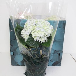Гортензия М Авангардная Смешанная ( Hydrangea M Avantgarde Mixed ) W 23 см H 65 см