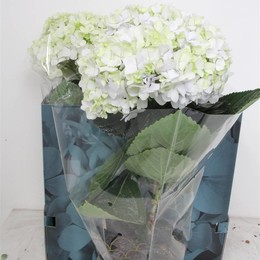 Гортензия М Авангардная Голубая ( Hydrangea M Avantgarde Blue ) W 23 см H 65 см