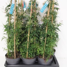 Пирамида Жасмина Полиантового ( Jasminum Polyanthum Pyramid ) W 17 см H 70 см