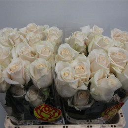 Rose Vendela (Роза Вендела) B50 Piaveri