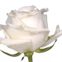 Rose Snowy Jewel (Роза Сноуи Джуел) B60 Royal Flowers