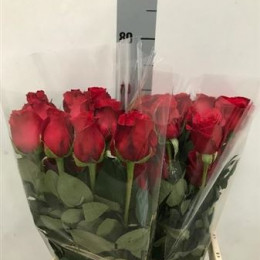 Roses Red Freedom (Роза Ред Фридом) В60