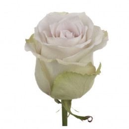 Rosa Early Grey (Роза Ёли Грей) В50