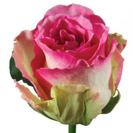 Rosa Malibu (Роза Малибу) В50