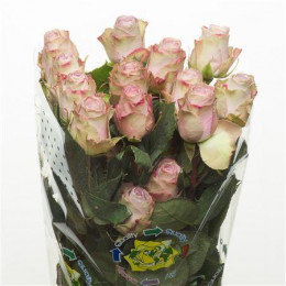 Rosa Old Dutch (Роза Олд Датч) В50