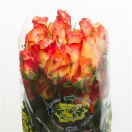 Rosa Encanto (Розa Энканто) В50 Nevado