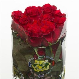 Rosa Freedom (Роза Фридом) В50