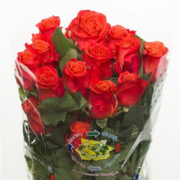 Rosa Orange Crush (Роза Оранж Краш) В50