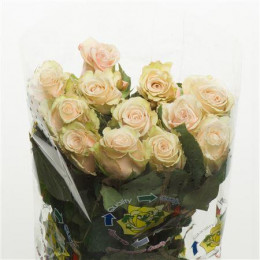 Rosa Sahara (Роза Сахара) В50