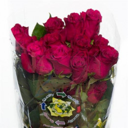 Rosa Matahari (Роза Матахари) В50