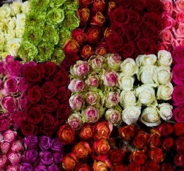 Rosa Mix (Роза Микс) В70 Sunset Valley