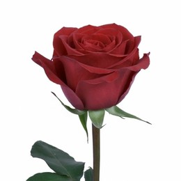 Rosa Checkmate (Роза Чекмейт) В80 Nevado