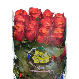 Rosa Atomic (Роза Атомик) В50 Best