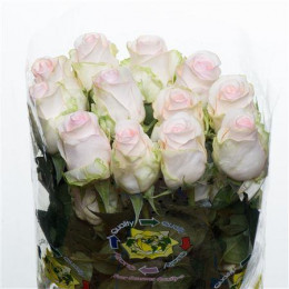 Rosa Senorita (Роза Сеньорита) В50 Esperanza