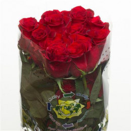 Rosa Freedom (Роза Фридом) В50 Nevado