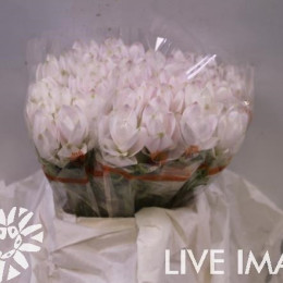 Curcuma emerald(Куркума Эмеральд)В60