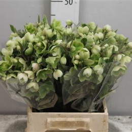 Helleborus Magnificent Bells (Хелеборус магнифисент беллс) В50