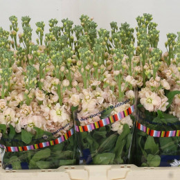Matthiola aida apricot( Маттиола Аида априкот) В55