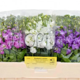 Matthiola mix   ( Маттиола Микс) В60