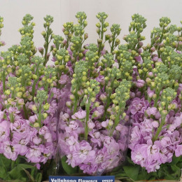 Matthiola Iron Pink (Маттиола Айрон Пинк) В65