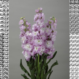 Matthiola iron marine (Маттиола айрон марине)В65