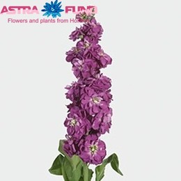 Matthiola debora (Маттиола Дебора) В55