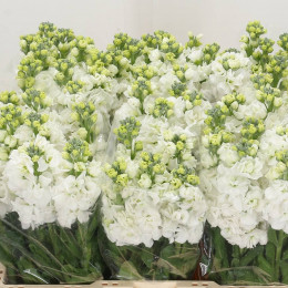 Matthiola iron white(Маттиола айрон вайт)В65