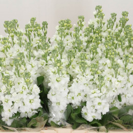 Matthiola aida white (Маттиола Аида Вайт) В60