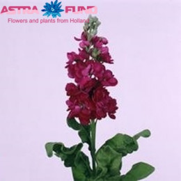 Matthiola dark pink (Маттиола дарк пинк) В55