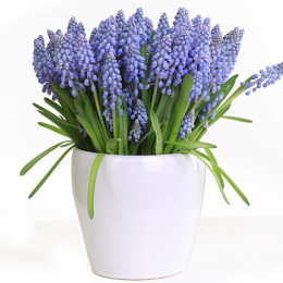 Muscari marieke (Мускари Марике) В26