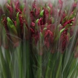 Nerine Co Mr John (Нэринэ Ко Мр Джон) В70