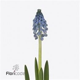 Muscari Carola (Мускари Карола) В20