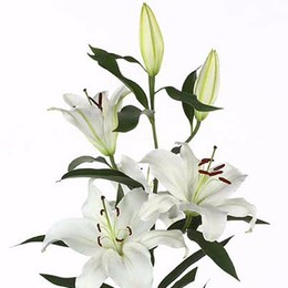 Lilium (Лилия 6 бут) В110