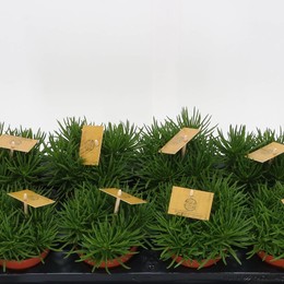 Сенецио Арка Гималаи ( Senecio Arch Himalaya ) W 12 см H 20 см