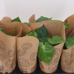 Монстера деликатесная ( Monstera Deliciosa ) W 12 см H 35 см