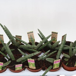 Сансевиерия Цилиндрическая Горизонт ( Sansevieria Cylindri Skyline ) W 12 см H 25 см