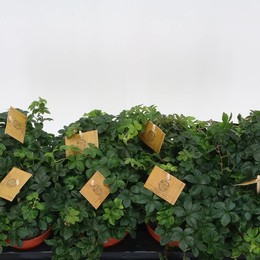 Партеноциссус Полосатый ( Parthenocissus Striatha ) W 12 см H 20 см