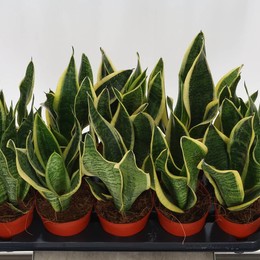 Сансевиерия Футура Превосходная ( Sansevieria Futura Superb ) W 12 см H 30 см